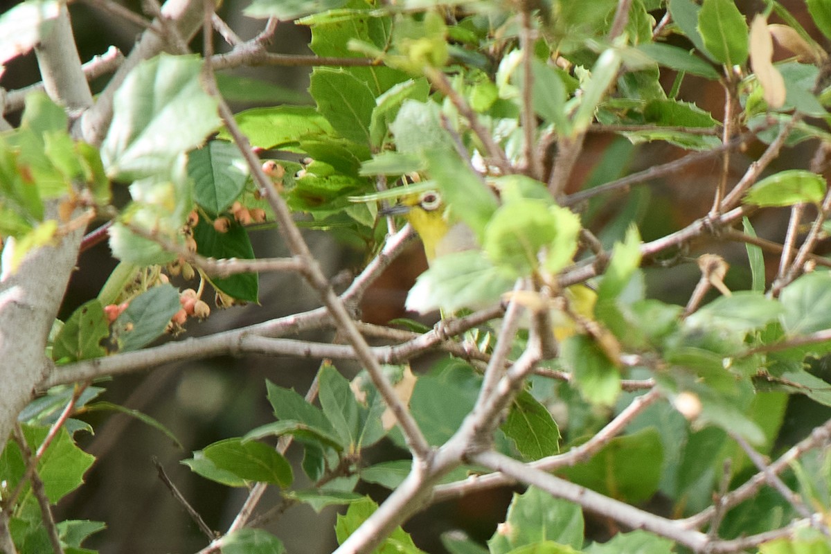 Zostérops de Swinhoe - ML642877775