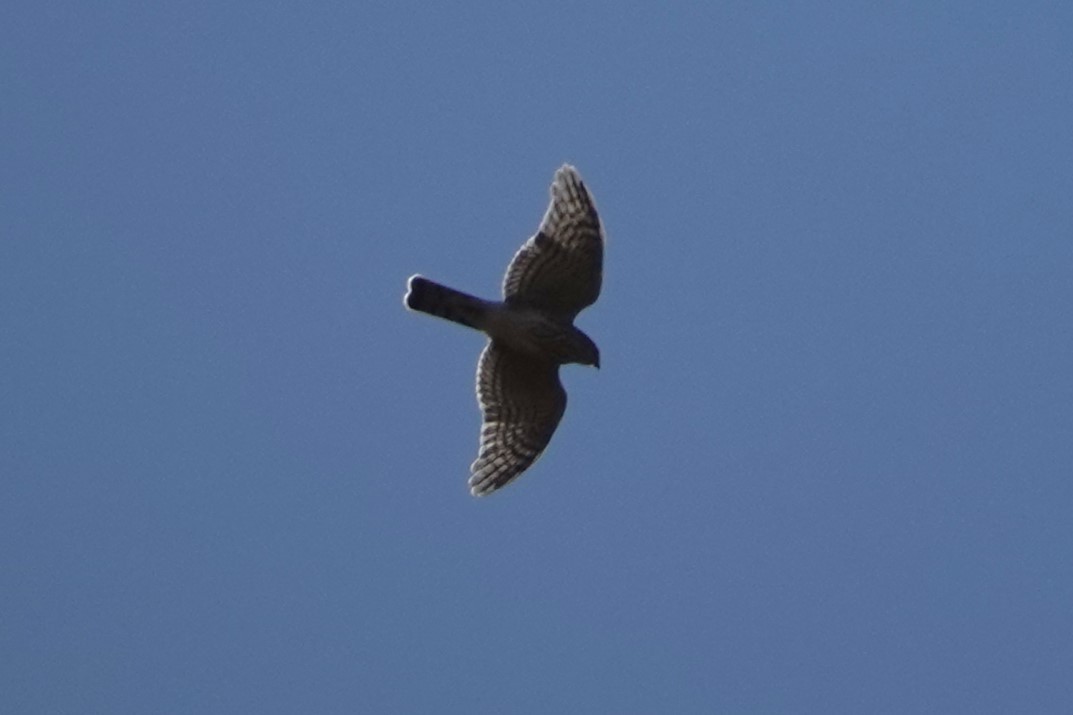 Sharp-shinned Hawk - ML642877776