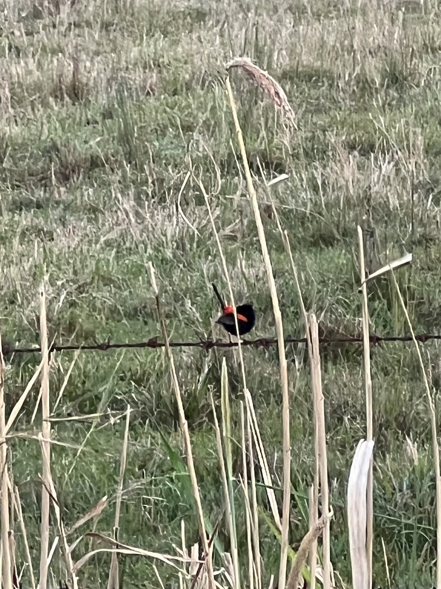 Red-backed Fairywren - ML642877779