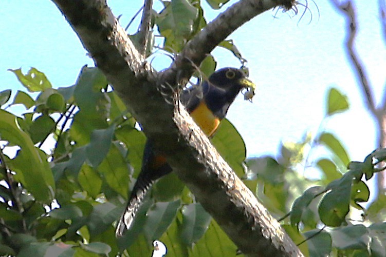 Gartered Trogon - ML642877783
