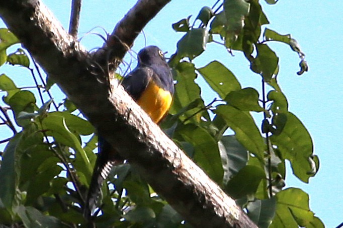 Gartered Trogon - ML642877784