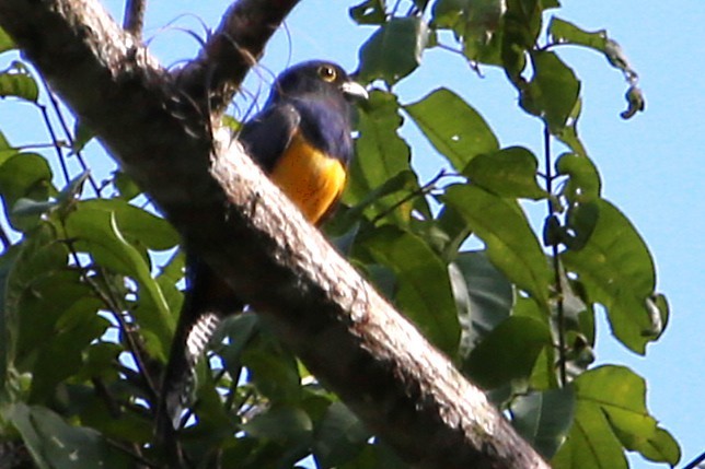 Gartered Trogon - ML642877785