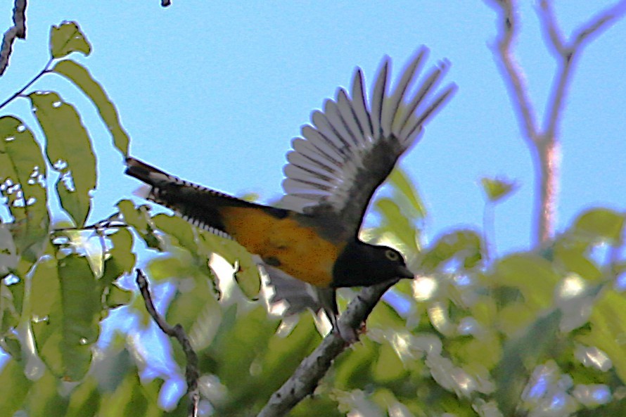 Gartered Trogon - ML642877786