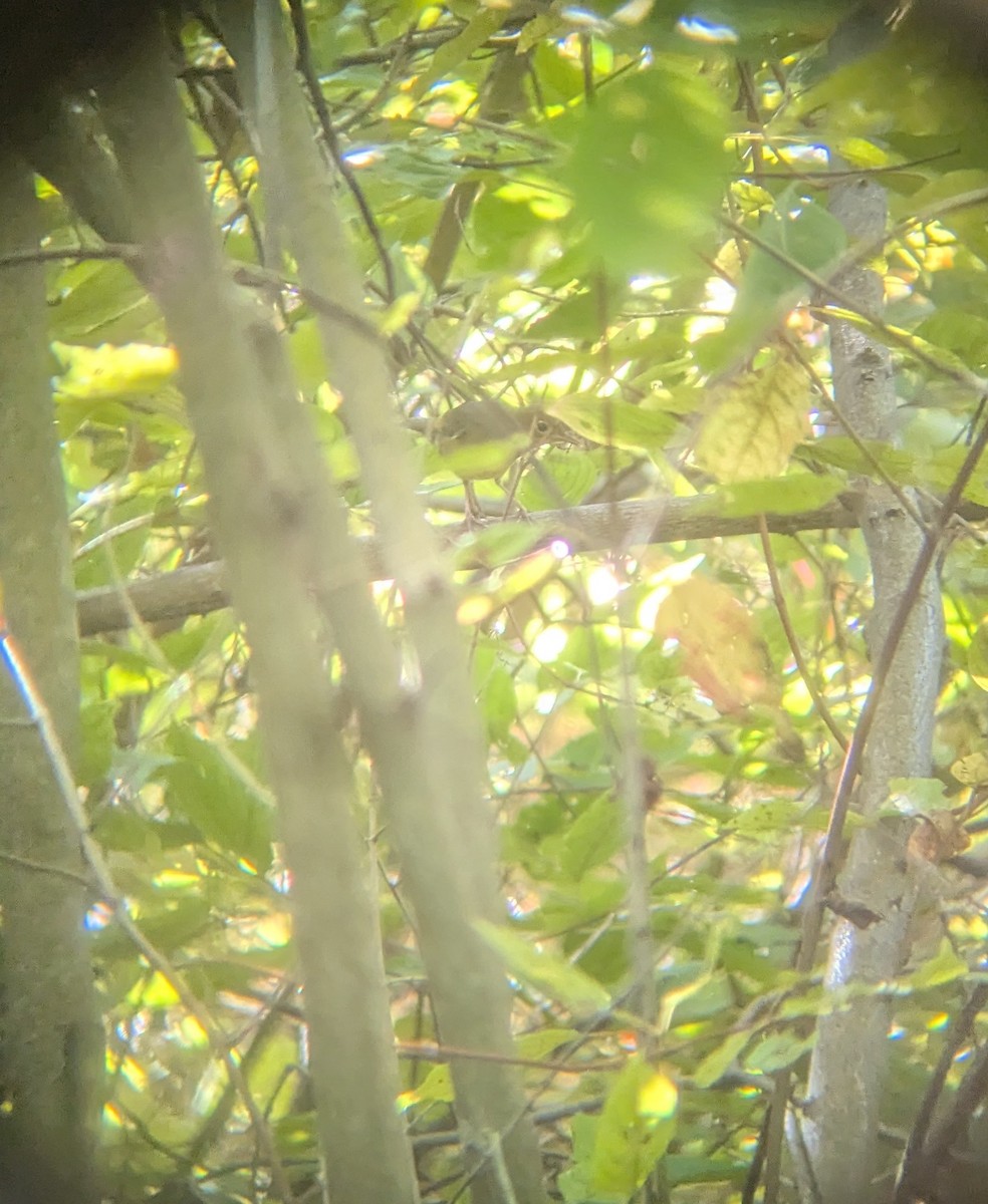 Connecticut Warbler - ML642877789