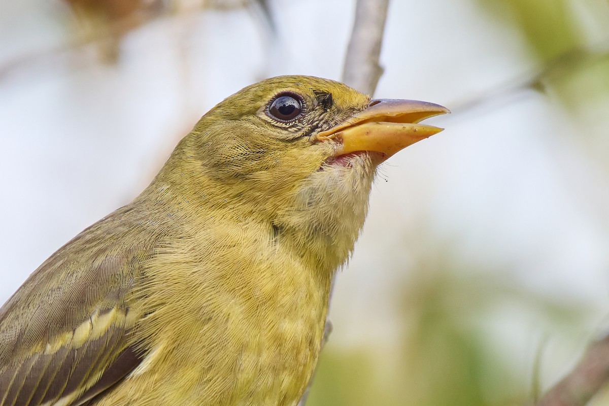 Western Tanager - ML642877794