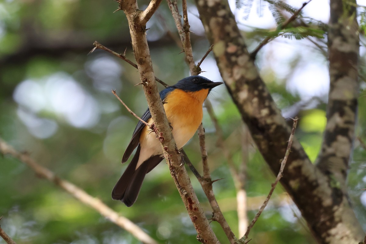 Tickell's Blue Flycatcher - ML642877795
