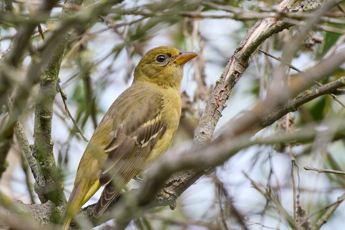 Western Tanager - ML642877797