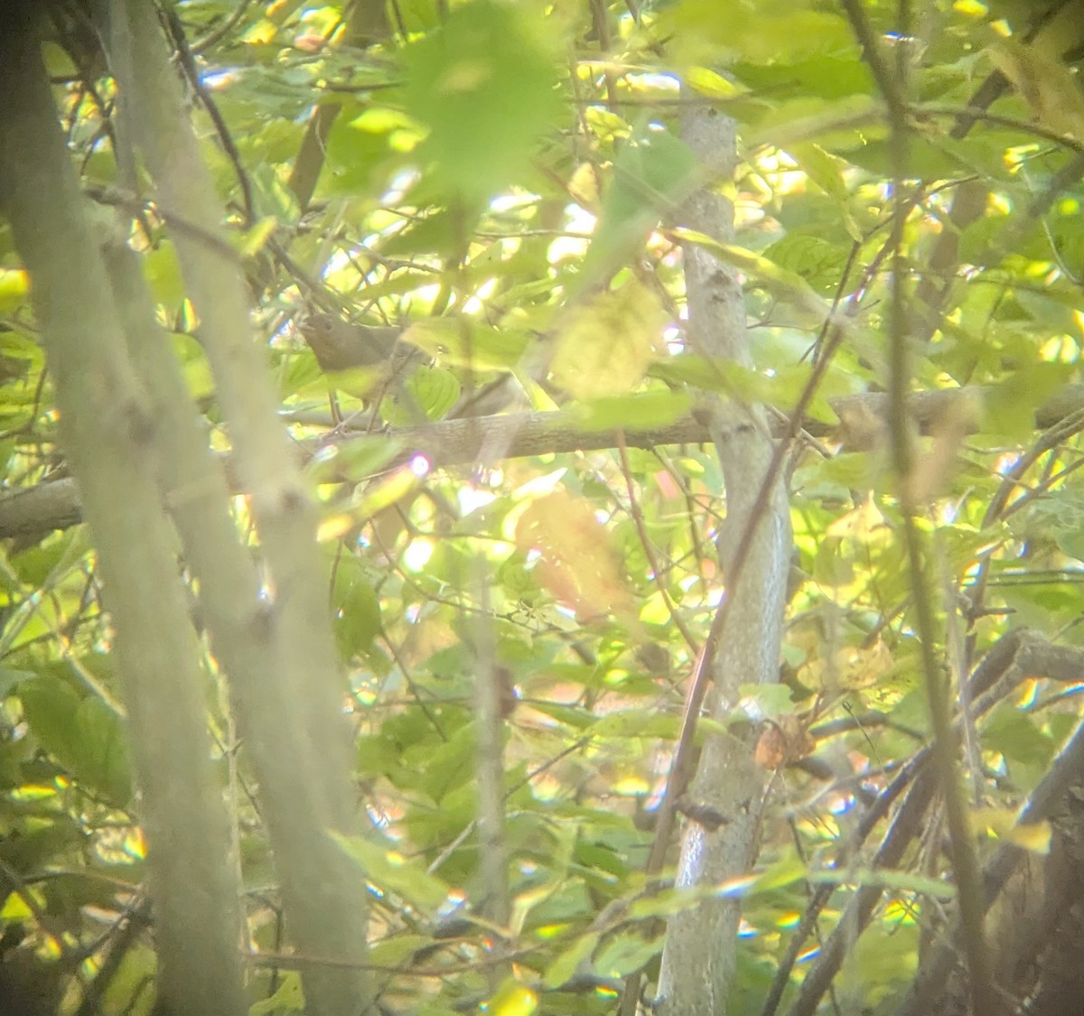 Connecticut Warbler - ML642877799