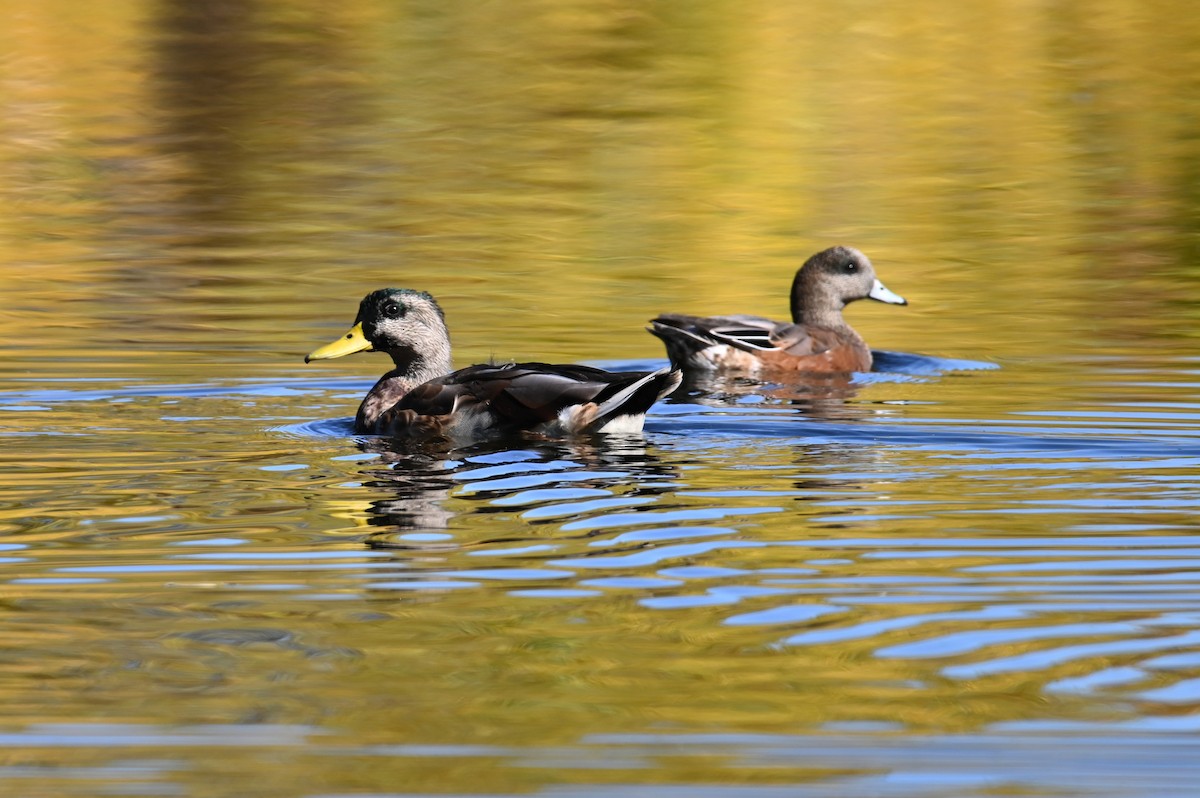 Mallard - ML642877801