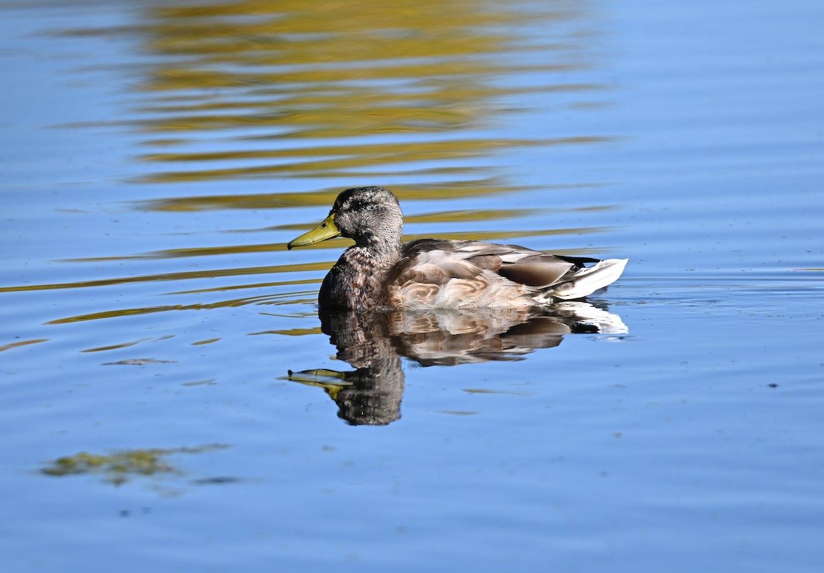 Mallard - ML642877802