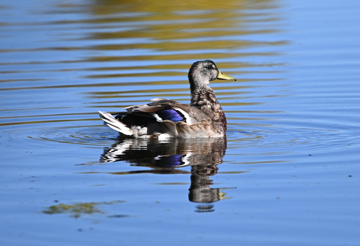 Mallard - ML642877803