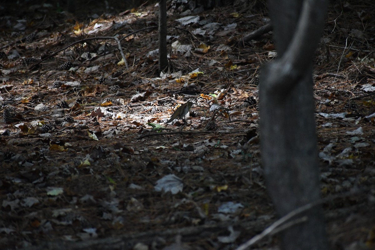 Catharus sp. - ML642877811