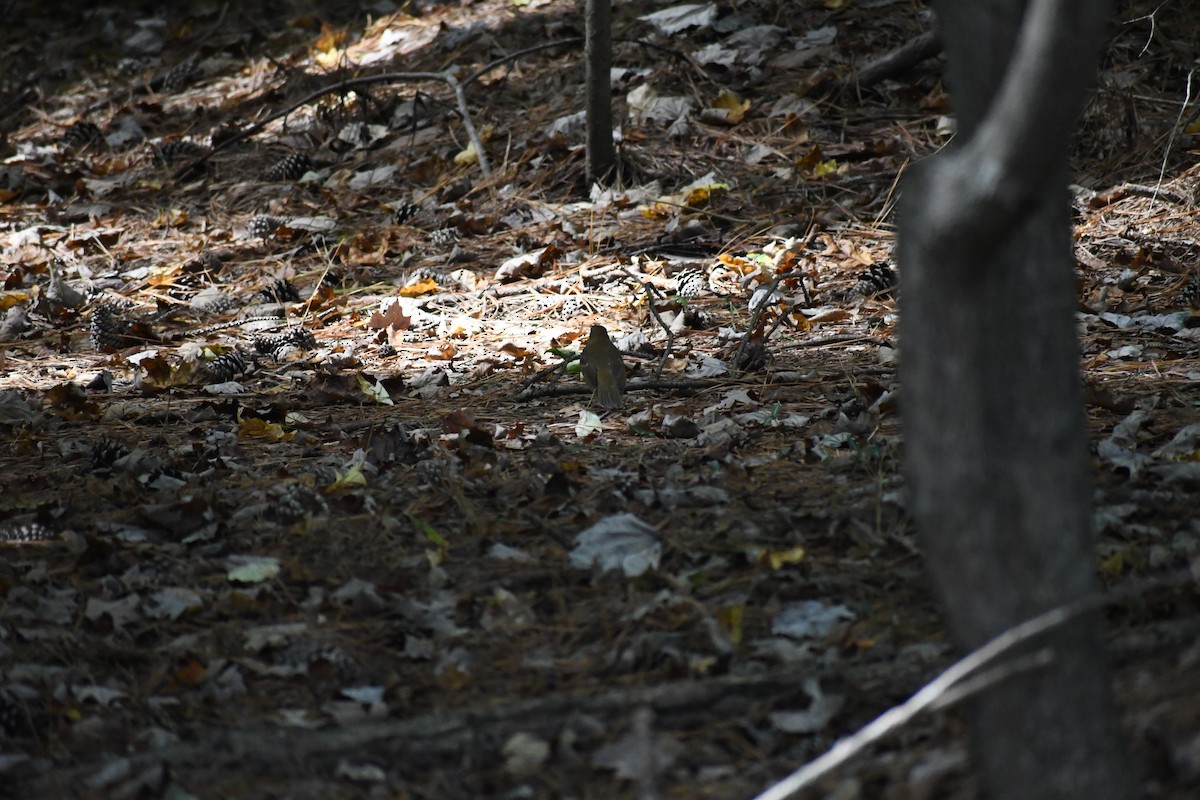 Catharus sp. - ML642877813