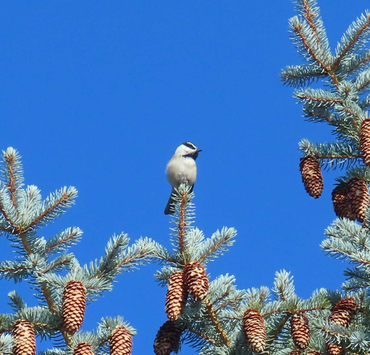 Mountain Chickadee - ML642877816
