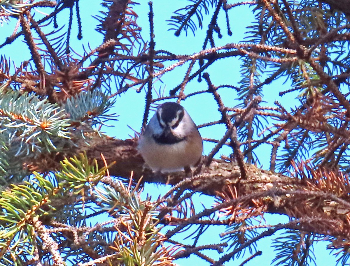 Mountain Chickadee - ML642877817