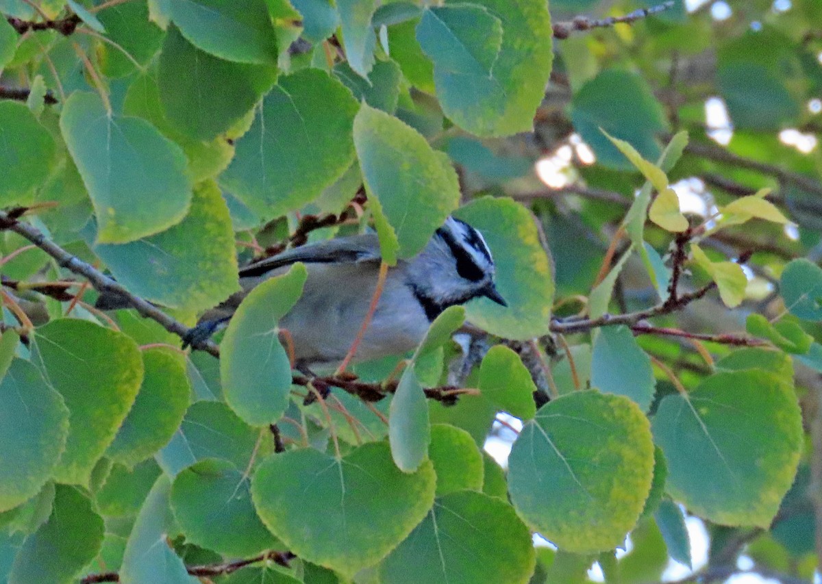 Mountain Chickadee - ML642877818