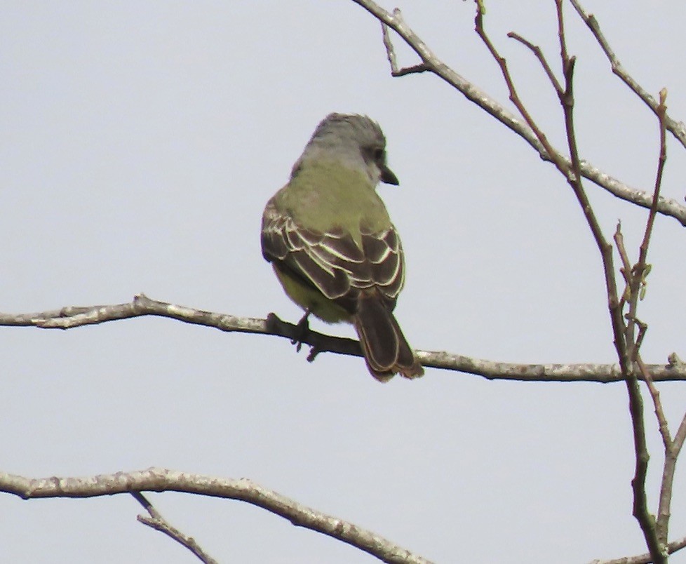 Tropical Kingbird - ML642877819