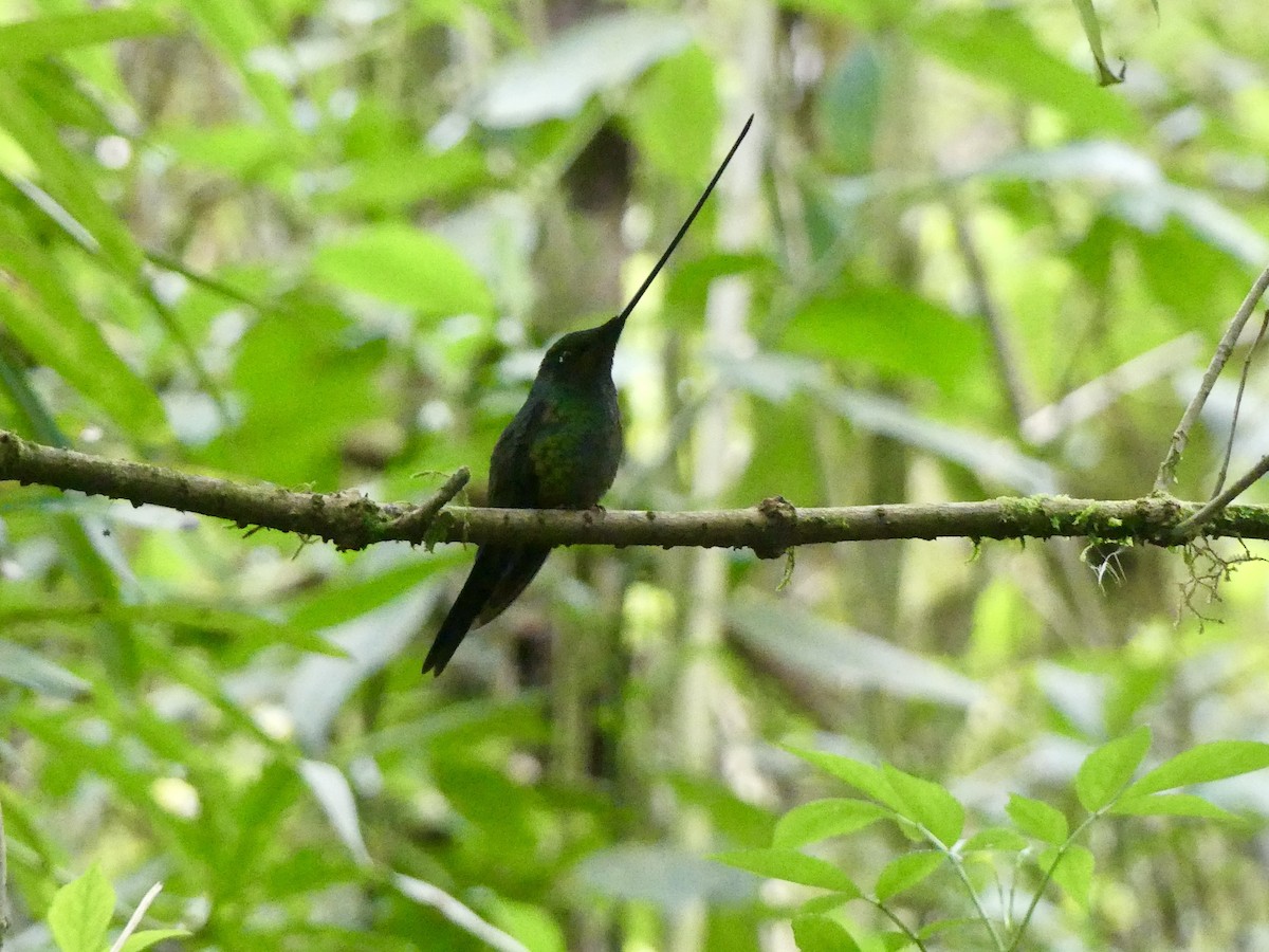 Sword-billed Hummingbird - ML642877823