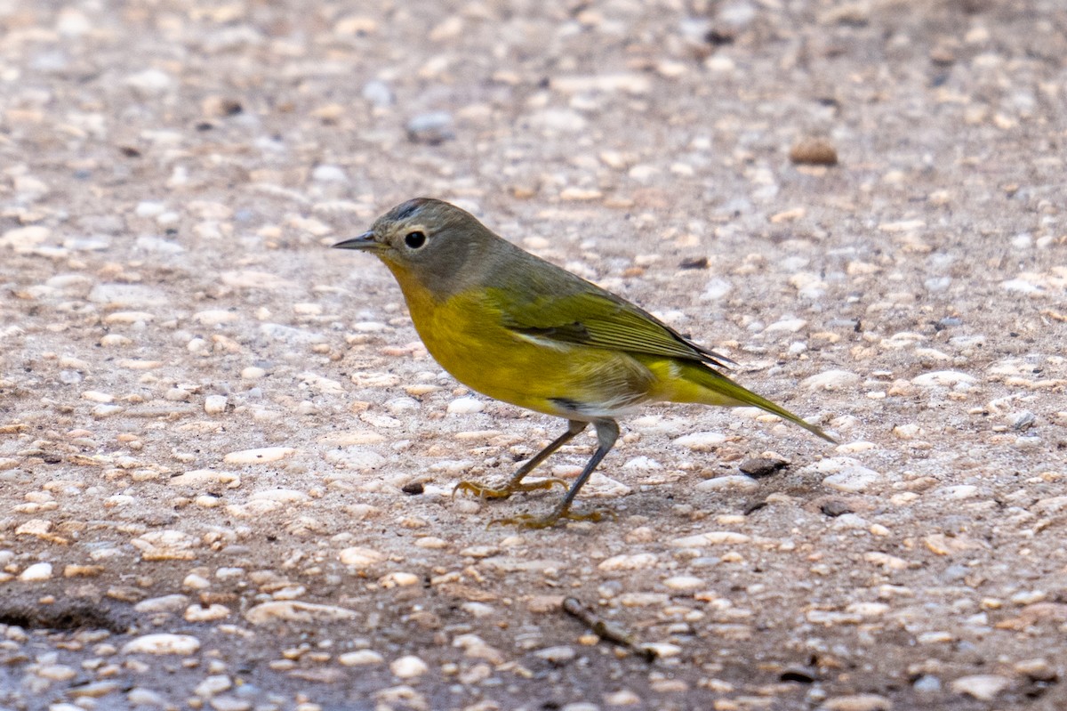 Nashville Warbler - ML642877847