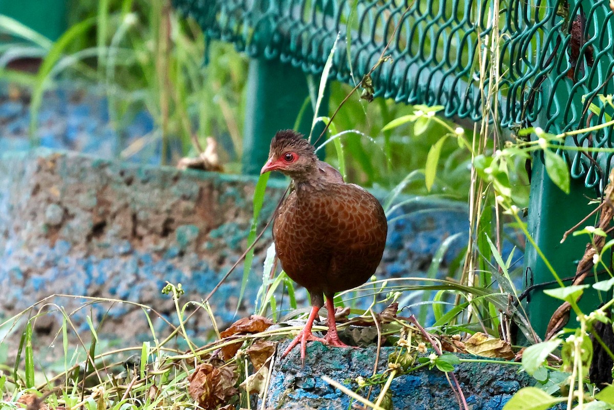 Red Spurfowl - ML642877851