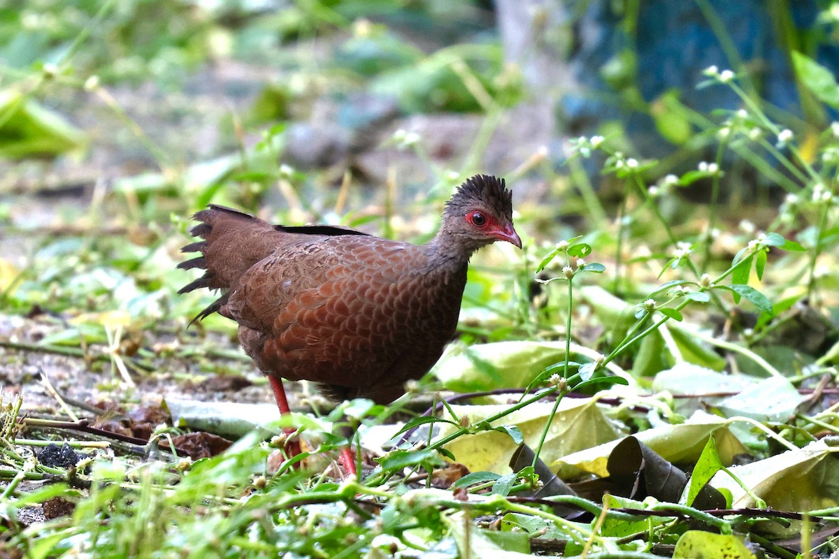 Red Spurfowl - ML642877852
