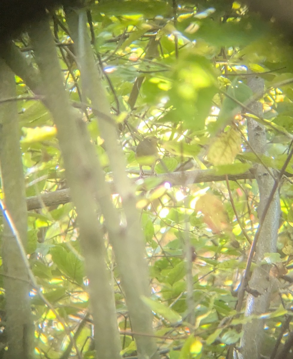 Connecticut Warbler - ML642877863