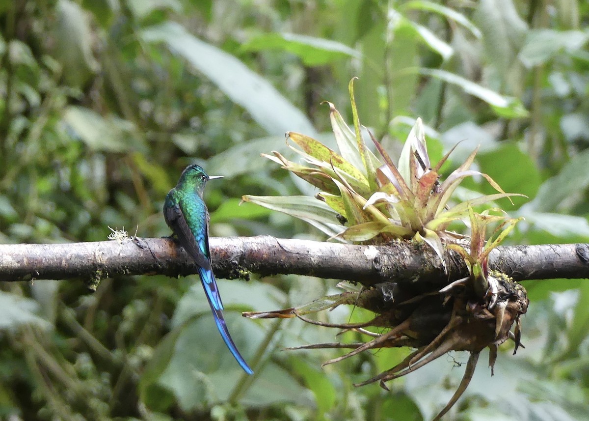 Long-tailed Sylph - ML642877879