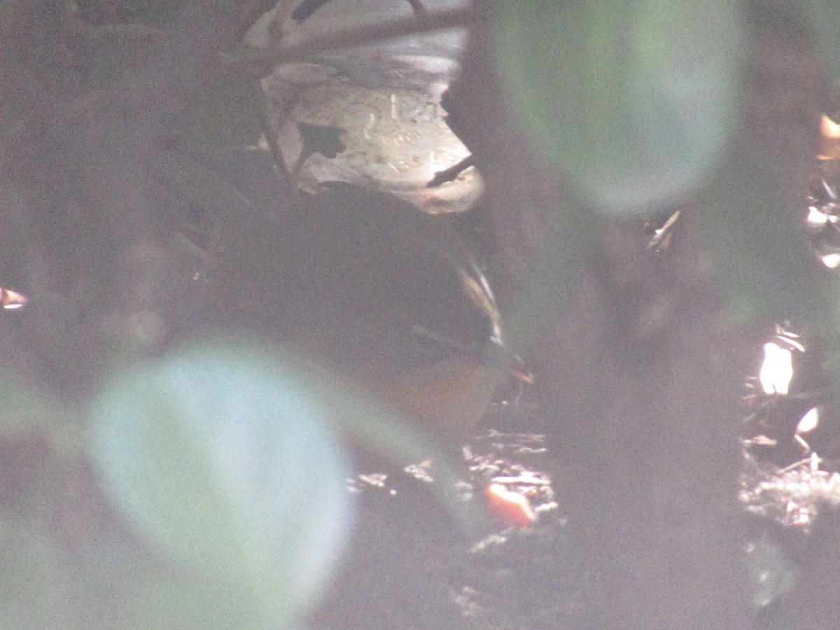 Yellow-breasted Chat - ML642877881