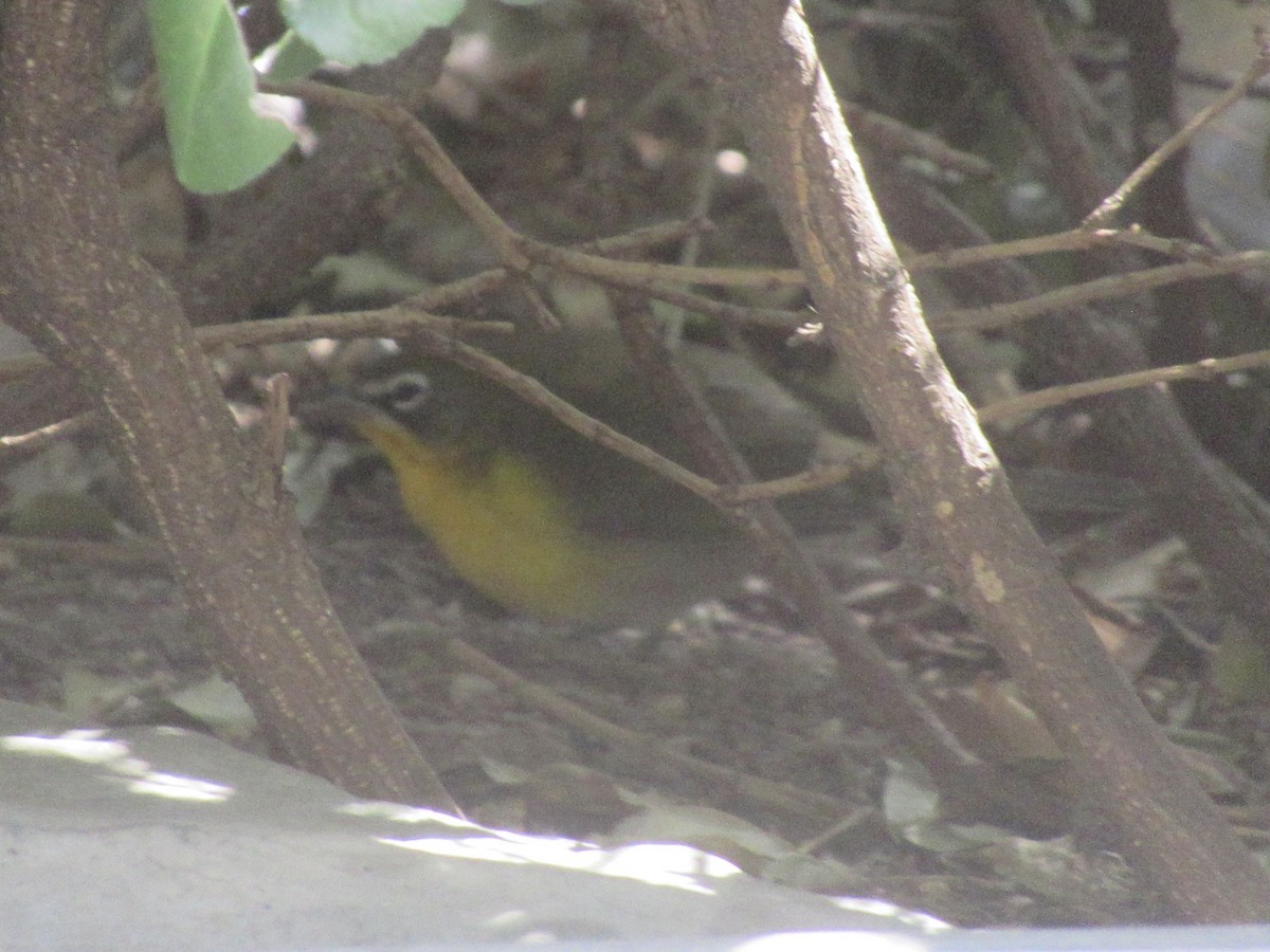 Yellow-breasted Chat - ML642877882
