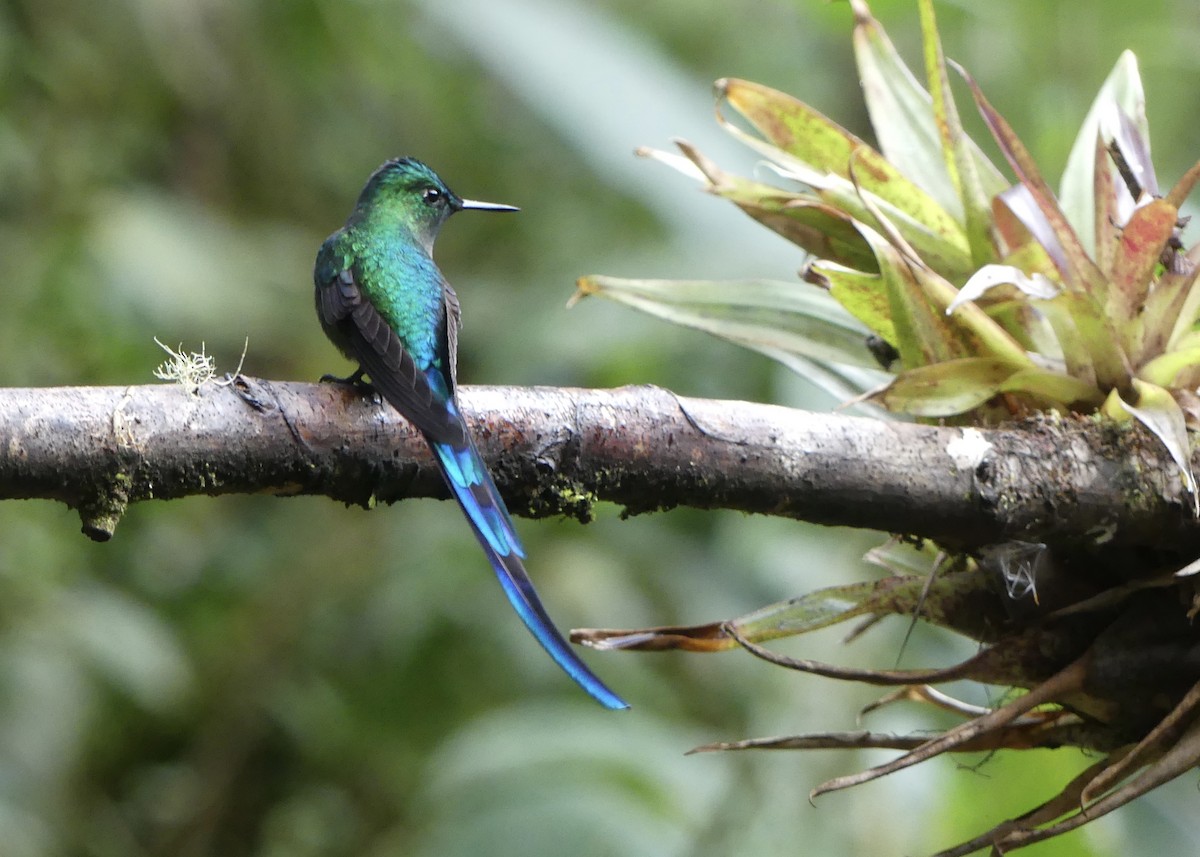 Long-tailed Sylph - ML642877883
