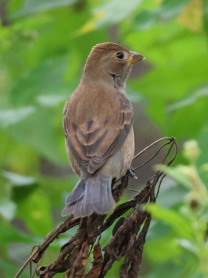 Indigo Bunting - ML642877886