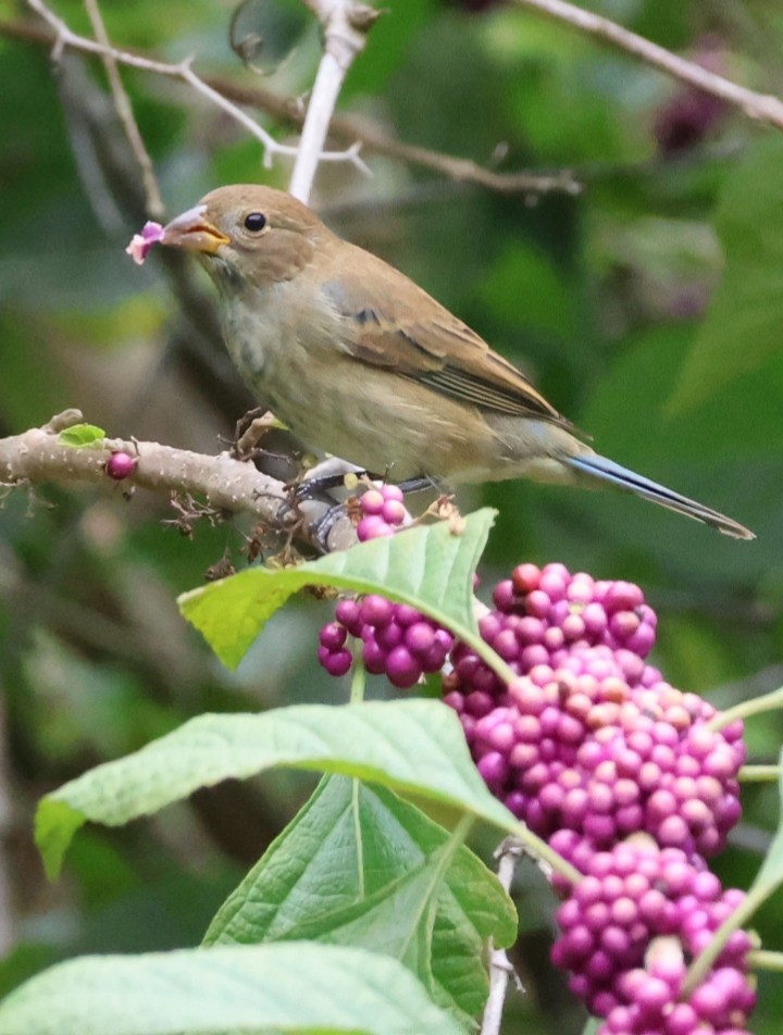 Indigo Bunting - ML642877888