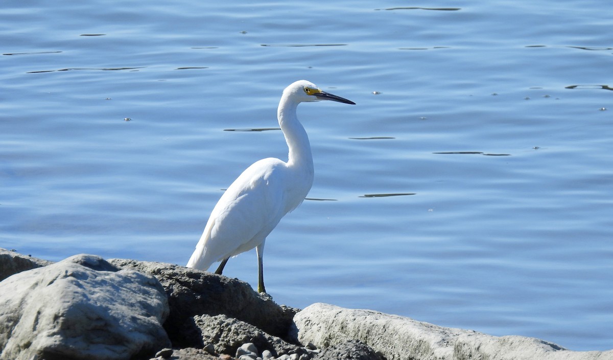 Snowy Egret - ML642877893
