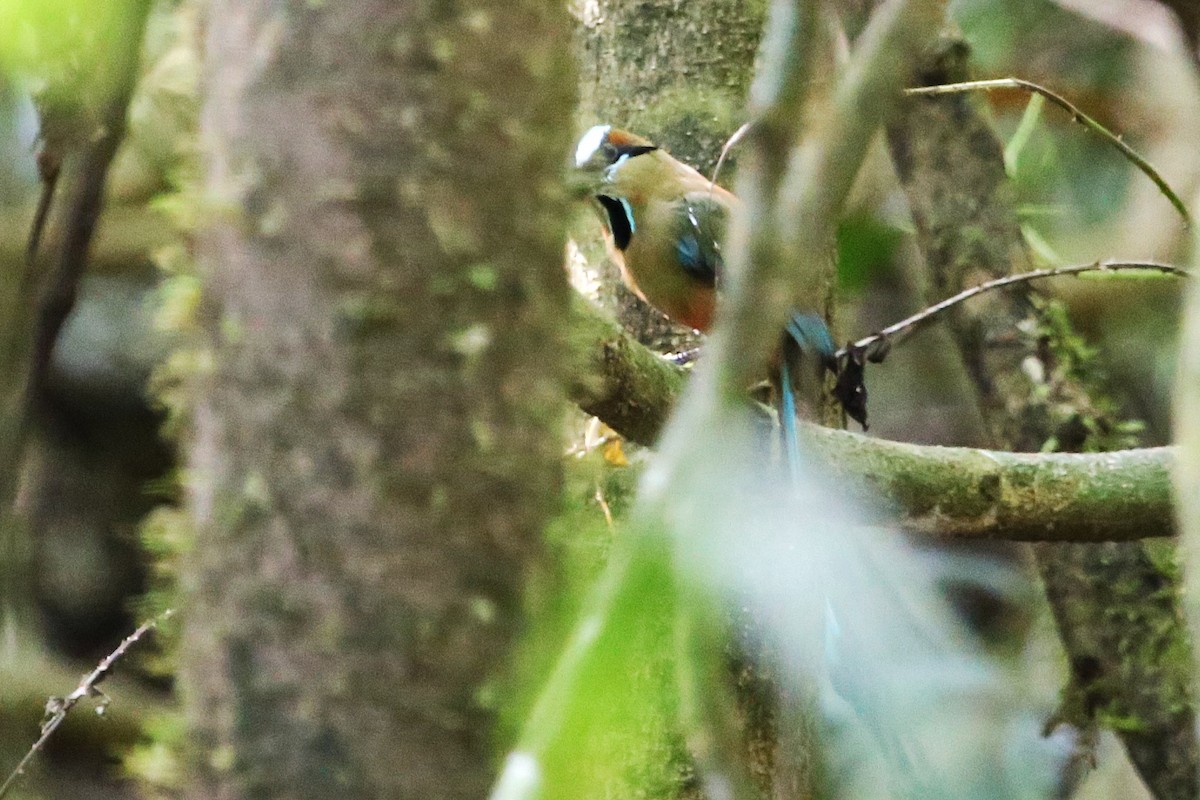 Turquoise-browed Motmot - ML642877894