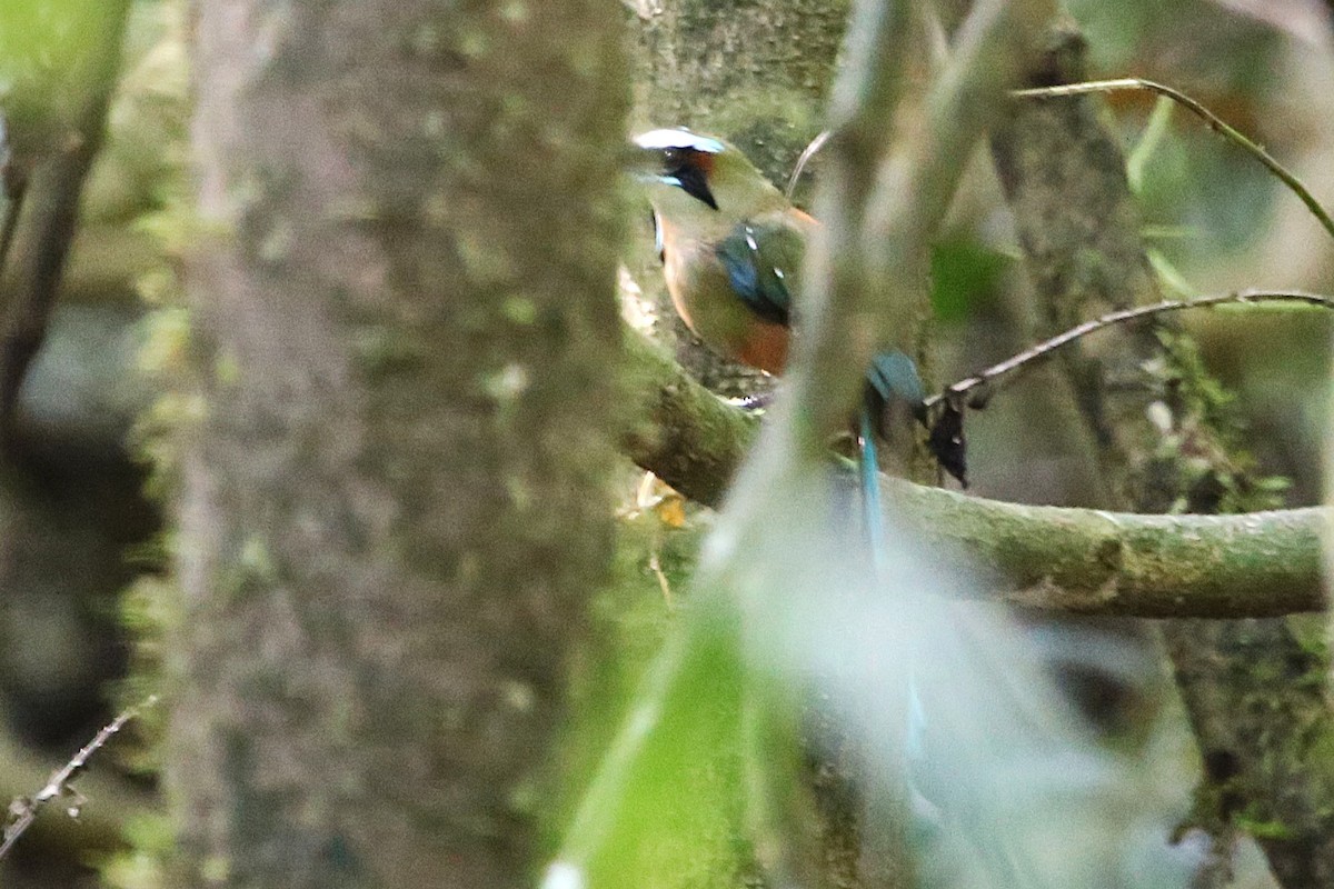 Turquoise-browed Motmot - ML642877895