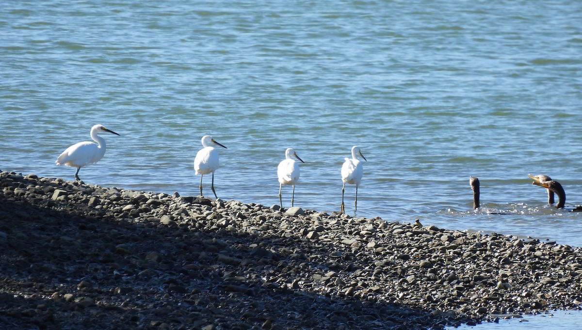 Snowy Egret - ML642877899