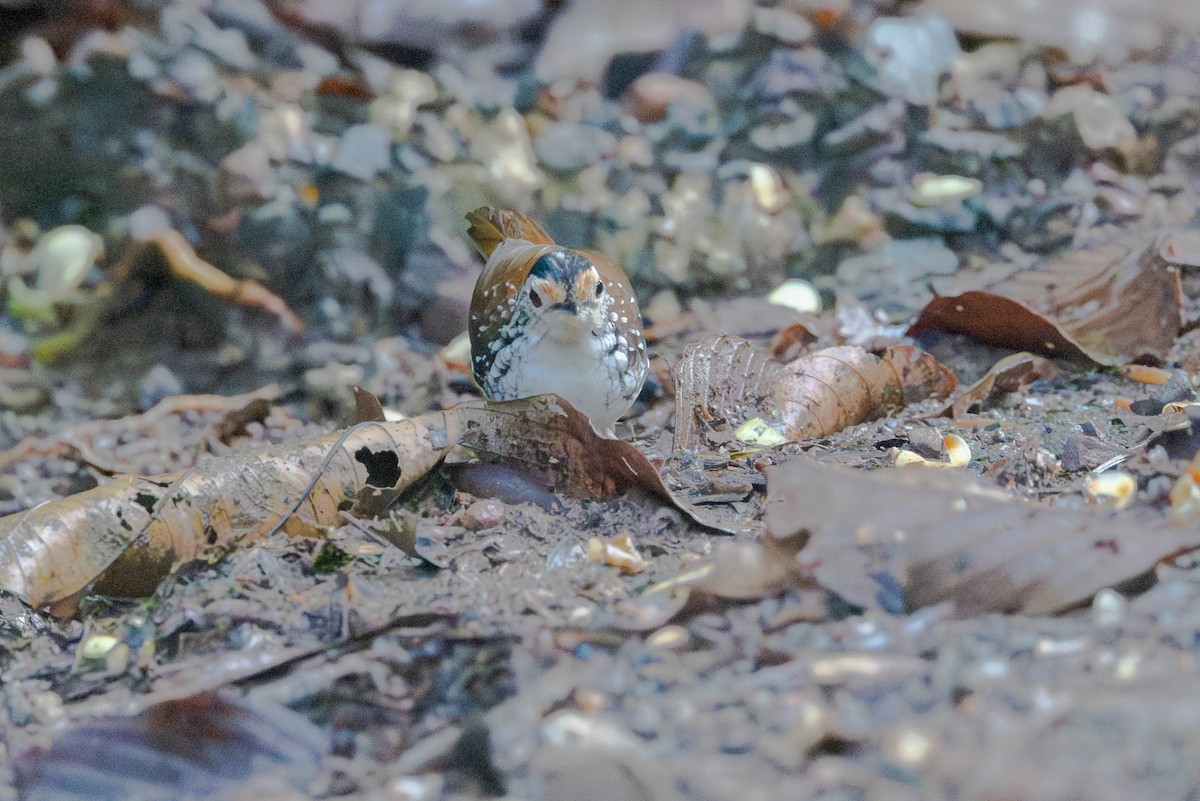 Striped Wren-Babbler - ML642877900