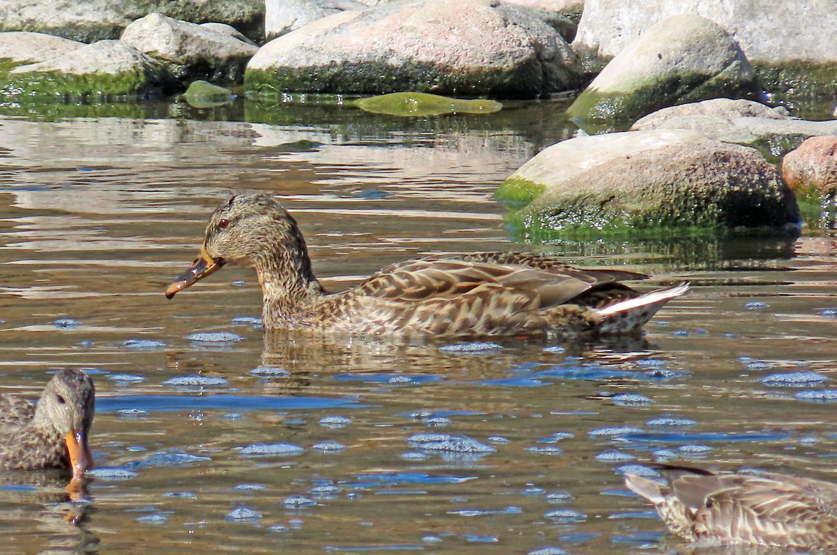Mallard - ML642877901