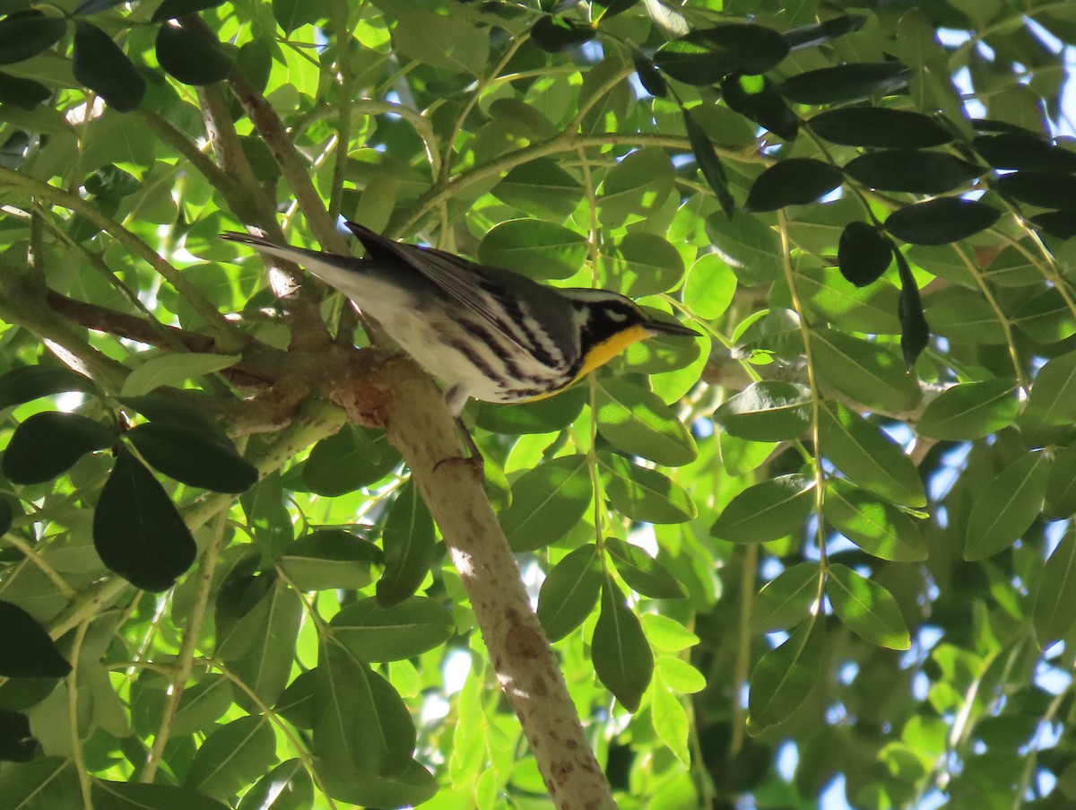 Yellow-throated Warbler - ML642877903