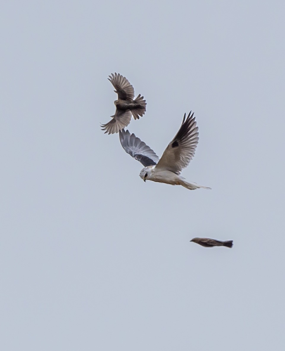 White-tailed Kite - ML642877933