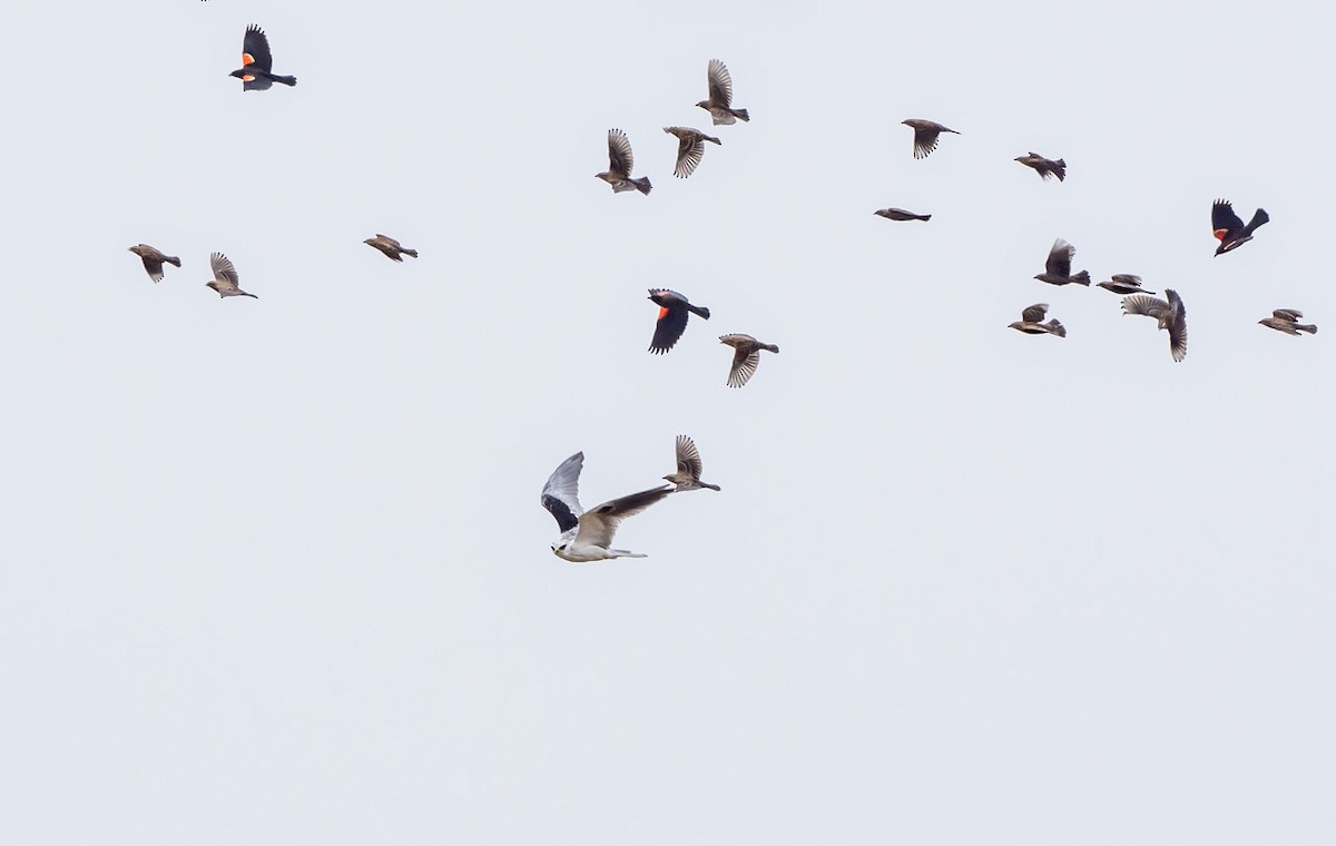 White-tailed Kite - ML642877934