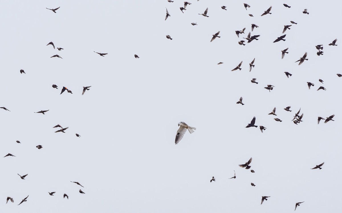 White-tailed Kite - ML642877936