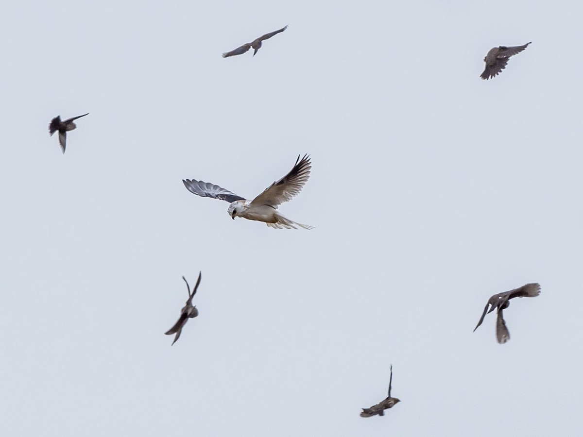 White-tailed Kite - ML642877937