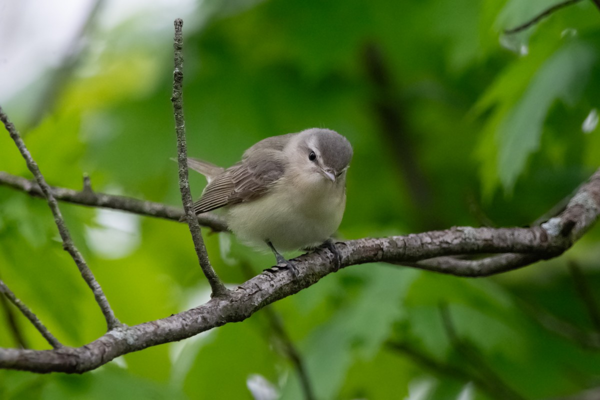 Sängervireo - ML642877950