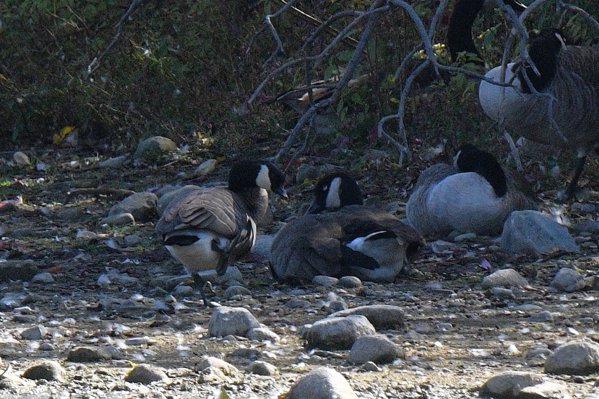 polargås (hutchinsii) - ML642877958