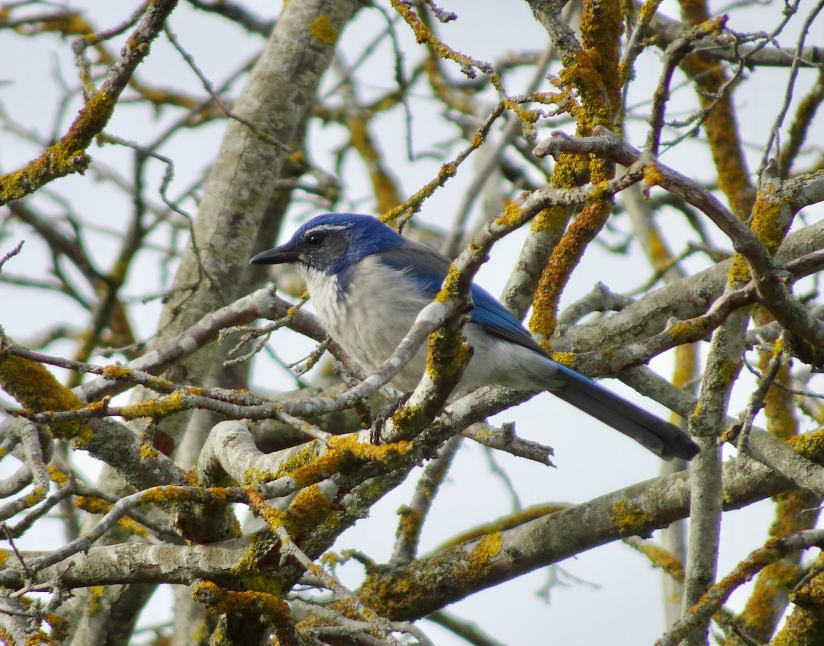 California Scrub-Jay - ML642877960