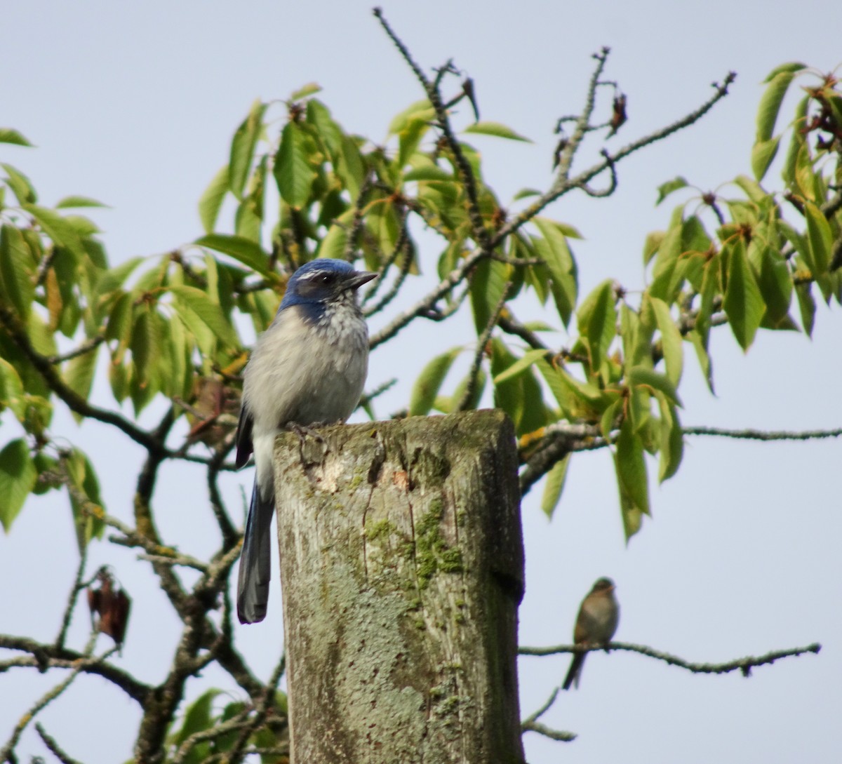 California Scrub-Jay - ML642877961