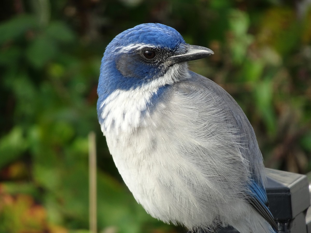 California Scrub-Jay - ML642877962