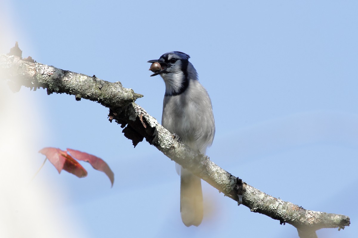 Blauhäher - ML642877963