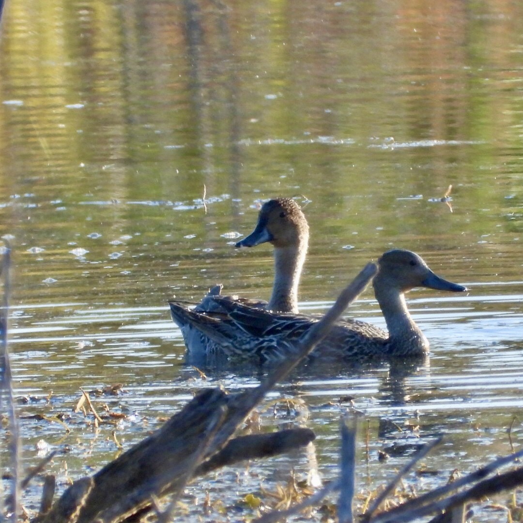 Spießente - ML642877967